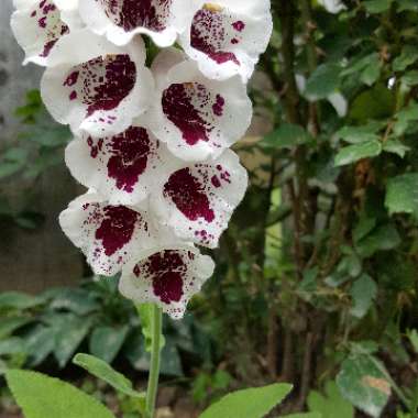 Foxglove