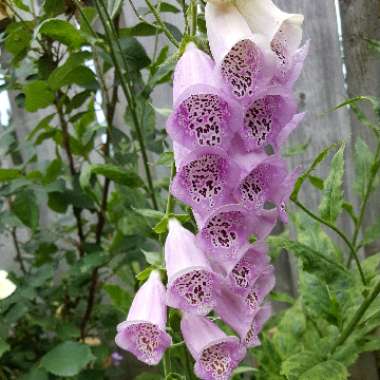 Foxglove