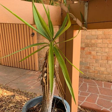 Spineless yucca