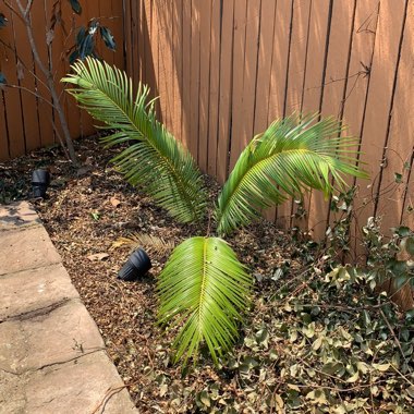 Sago Palm