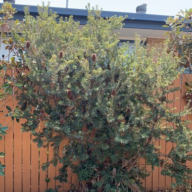 Golden Stalk Banksia