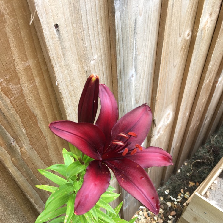 Plant image Lilium 'Black Jewel'