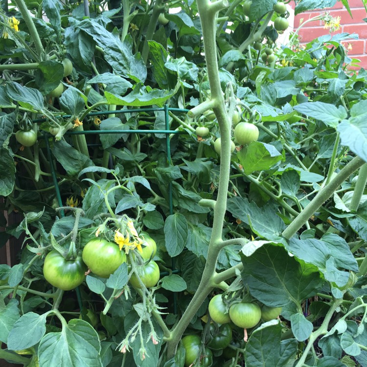 Plant image Solanum Lycopersicum 'Early Girl'