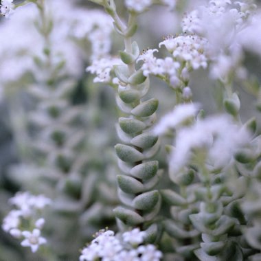 Crassula Baby's Necklace Variegated