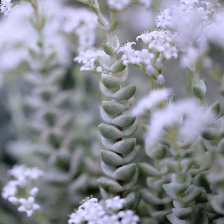 Plant image Crassula Baby's Necklace Variegated