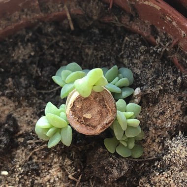 Echeveria Cubic Frost