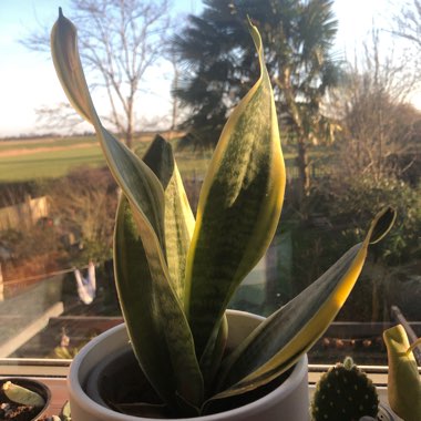 Sansevieria trifasciata var. laurentii