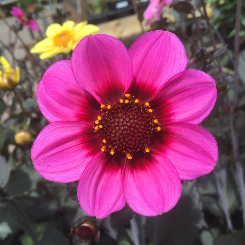 Plant image Dahlia 'Happy Single™ Wink'