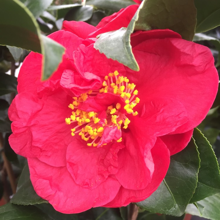 Plant image Camellia japonica 'Doctor Burnside'