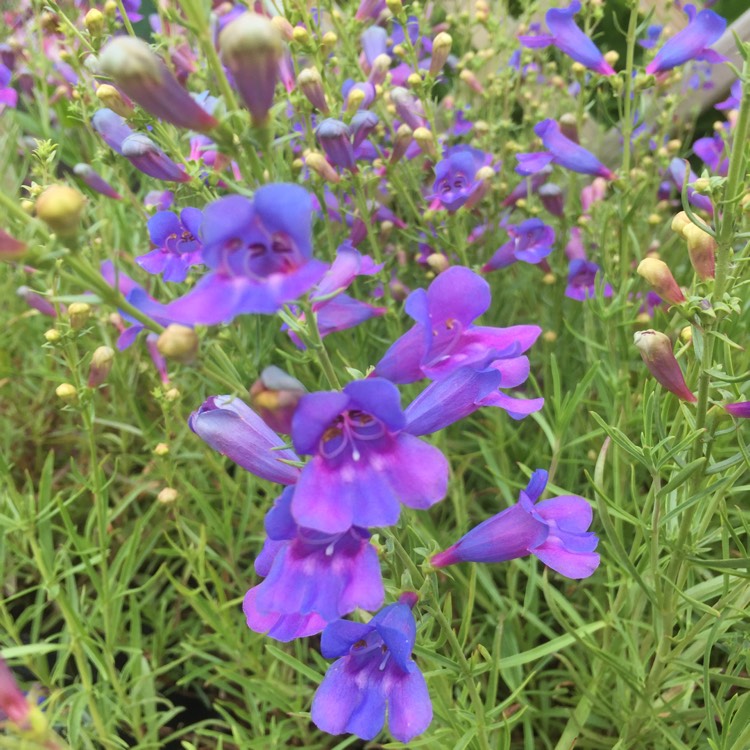 Plant image Penstemon heterophyllus 'Margarita Bop'