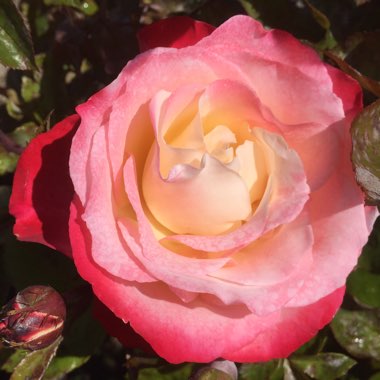 Rose 'Nostalgia' (Hybrid Tea)