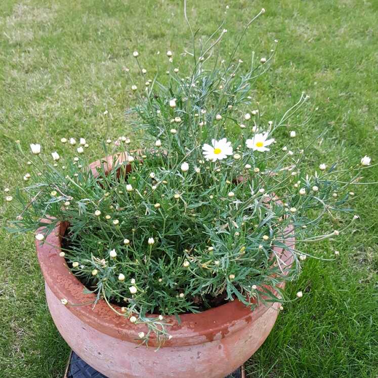 Alpine moon daisy