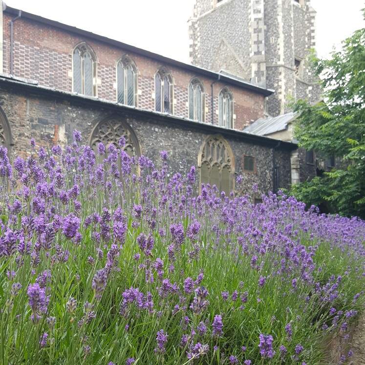 Plant image Lavandula stoechas 'Anouk' (Anouk Series)