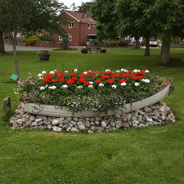 Pelargonium (Geranium)