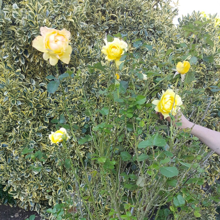 Rose Foetida 'Persiana'