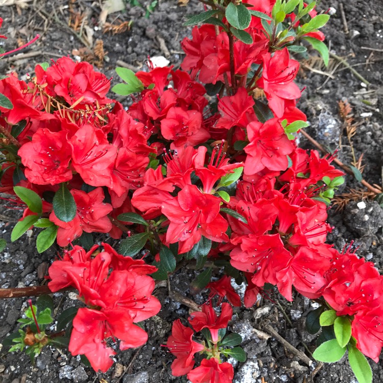 Plant image Rhododendron (Aronense Group) 'Kazuko' syn. Rhododendron 'Geisha Red'