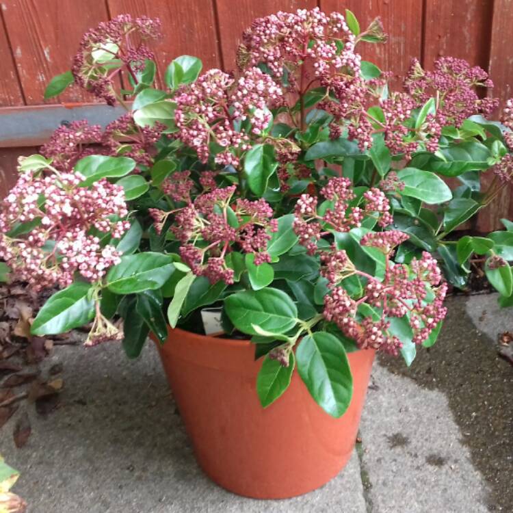 Plant image Viburnum tinus 'Lisarose'