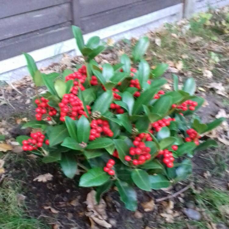 Plant image Skimmia japonica 'Olympic Flame'