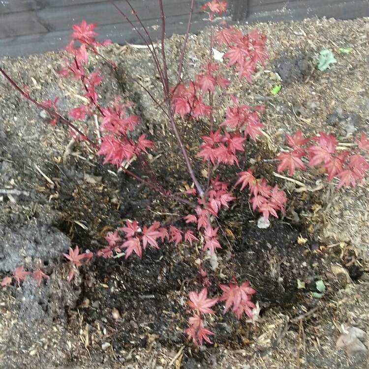 Plant image Acer palmatum 'Shin-deshojo'