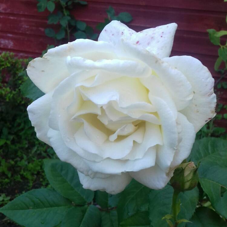 Plant image Rosa 'Poulari' syn. Rosa 'Silver Anniversary', Rosa 'Roy Black', Rosa 'Isis', Rosa 'Karen Blixen'