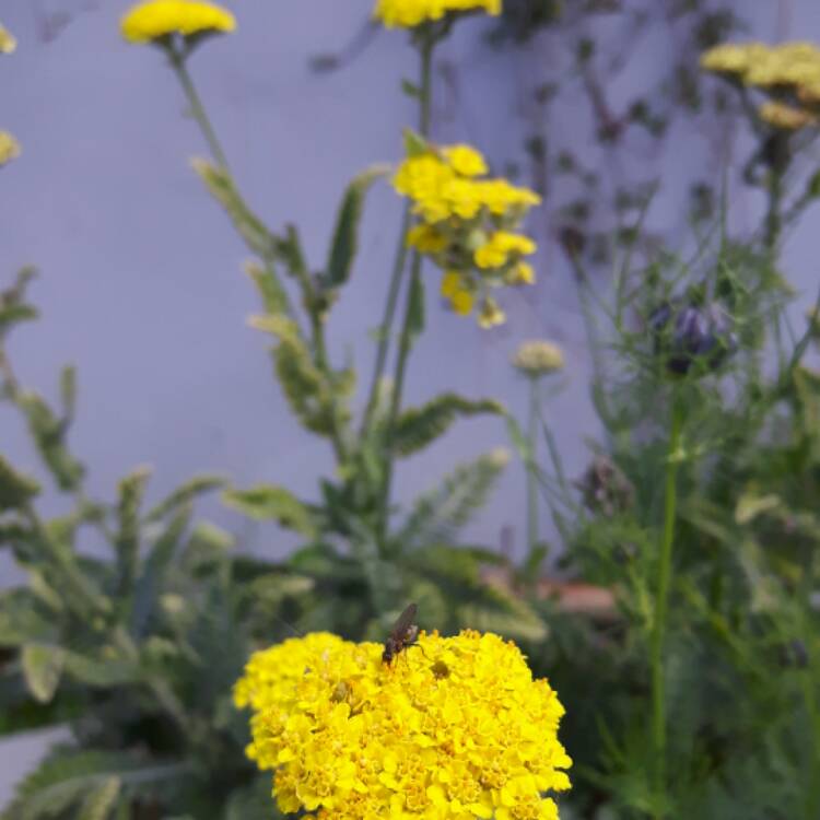 Plant image Achillea 'Moonshine'