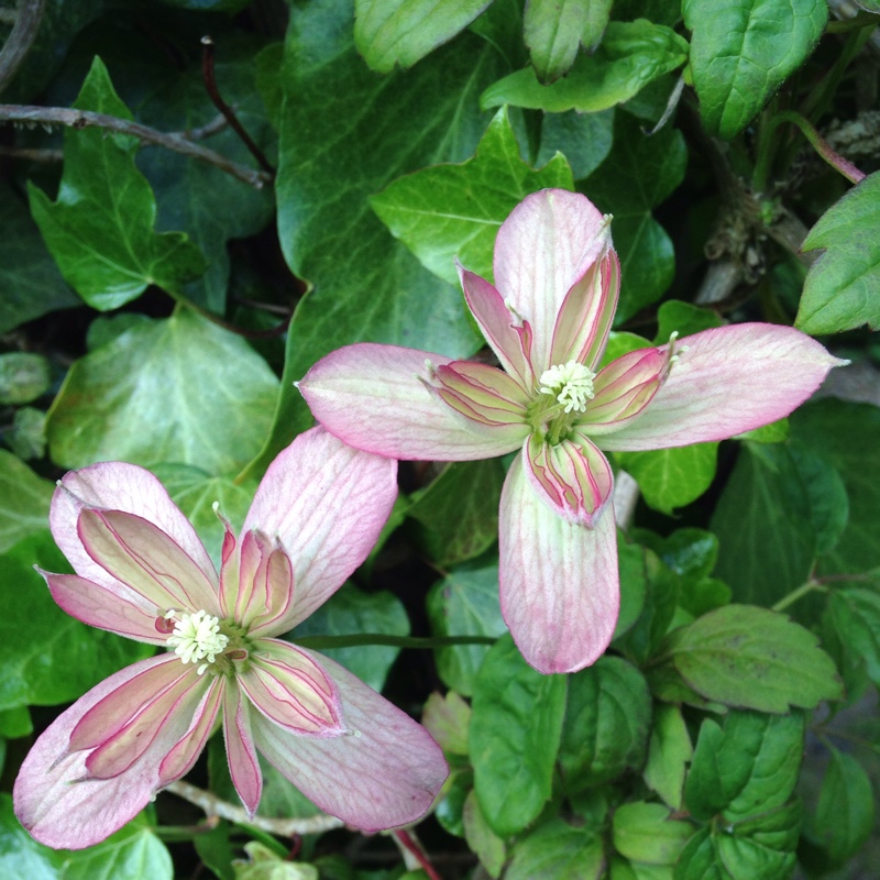 Plant image Clematis montana 'Marjorie'