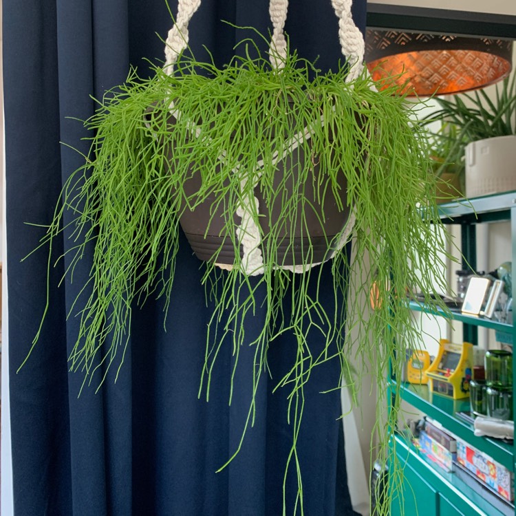 Plant image Rhipsalis burchelli