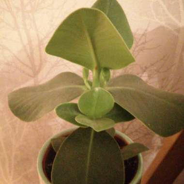 Peperomia