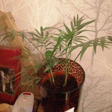 Parlour Palm