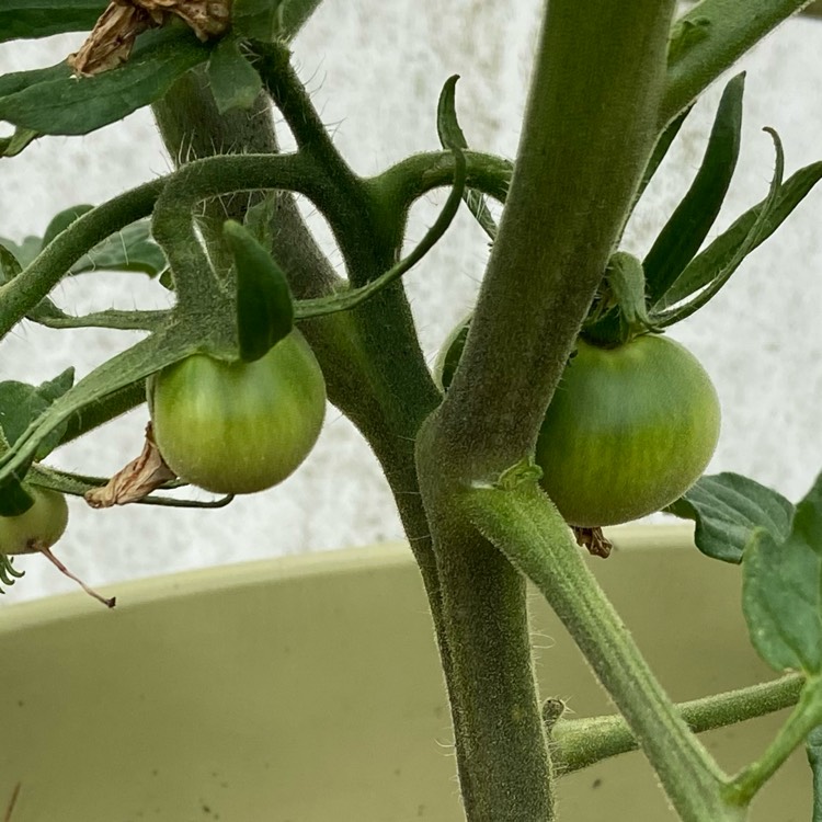 Plant image Solanum Lycopersicum 'Cherokee Purple'