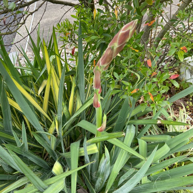 Plant image Yucca gloriosa 'Variegata'