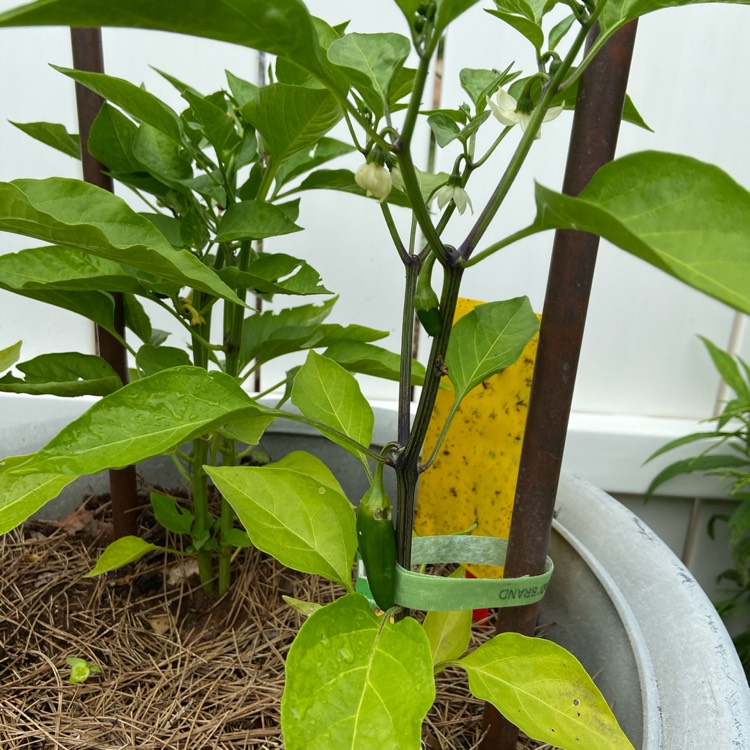 Plant image Capsicum Annuum 'Mammoth Jalapeno Pepper'