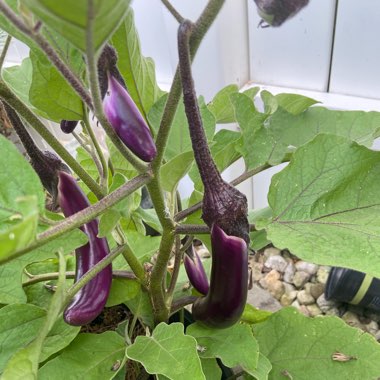 Solanum melongena