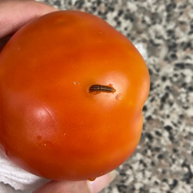 Solanum Lycopersicum 'Early Girl'