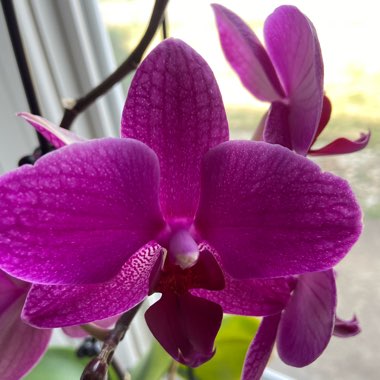 Phalaenopsis Hybrid