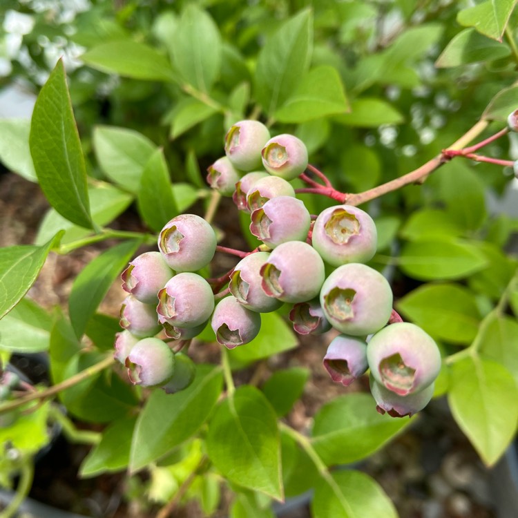 Plant image Vaccinium 'Northsky'