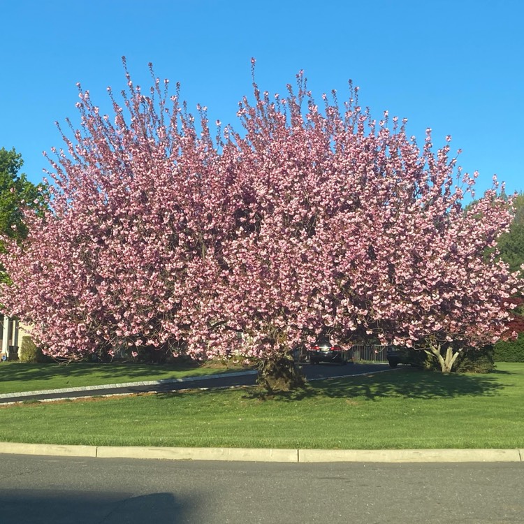 Plant image Prunus 'Kanzan'