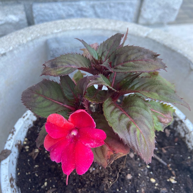 Plant image Impatiens x hybrida hort