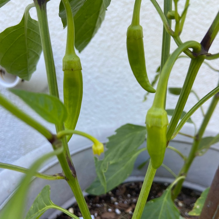 Plant image Capsicum Annuum 'Hot Banana'