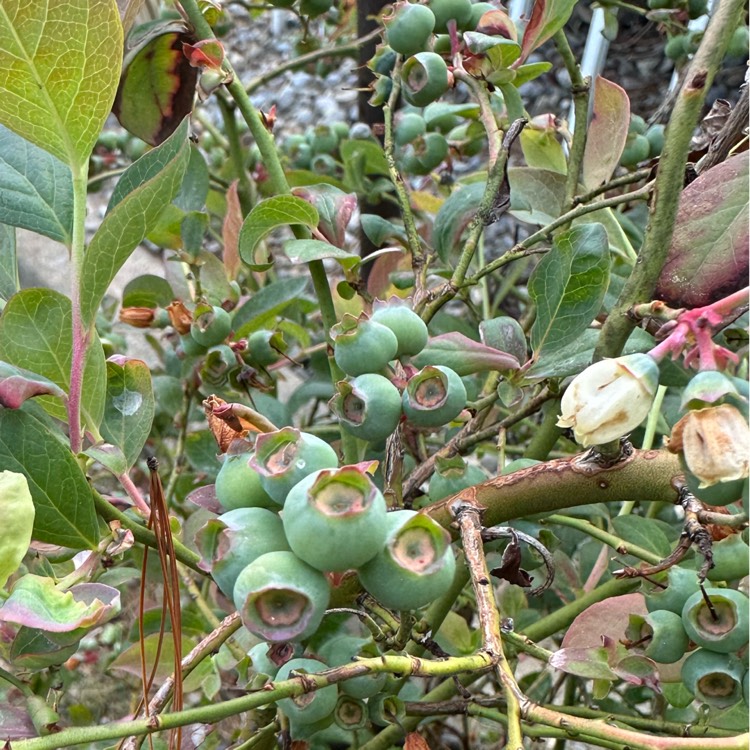 Plant image Vaccinium 'Northsky'