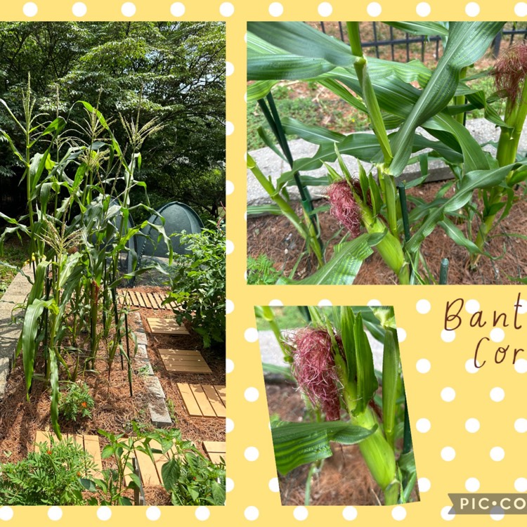 Plant image Zea mays 'Golden Bantam'