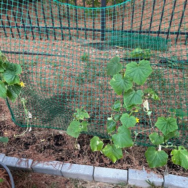 Cucumber Sweet Success Hybrid - Burpee 