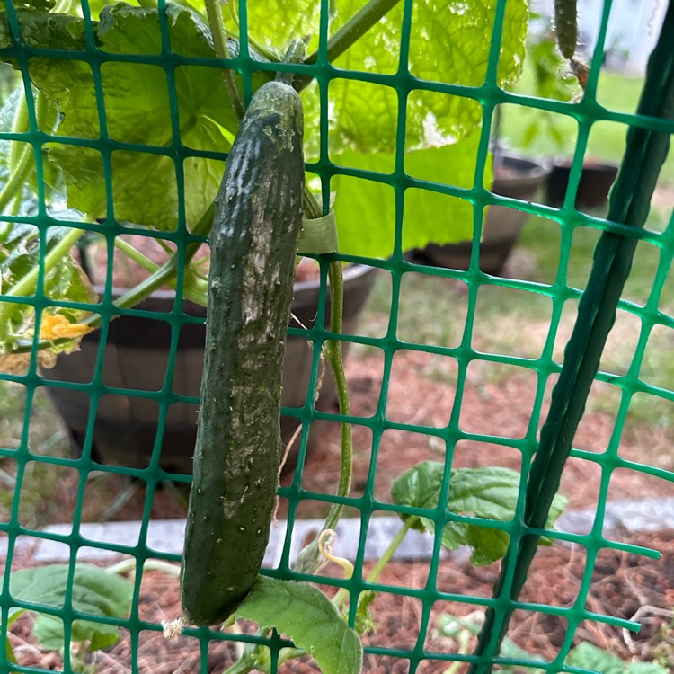 Plant image Cucumber Sweet Success Hybrid - Burpee 