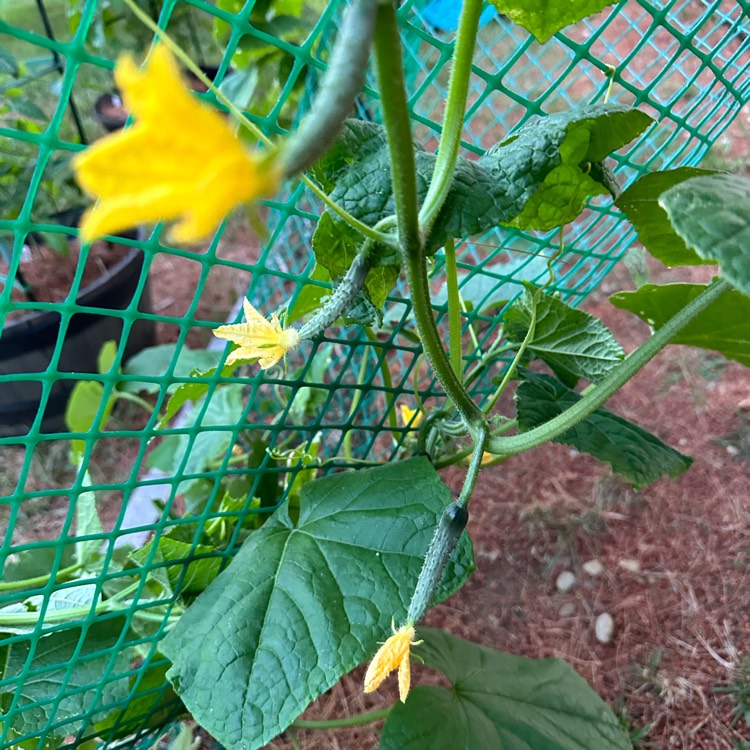 Plant image Cucumber Sweet Success Hybrid - Burpee 