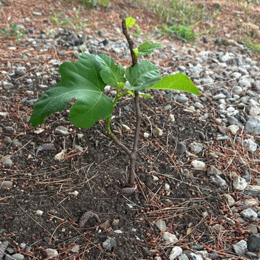 Fig Tree