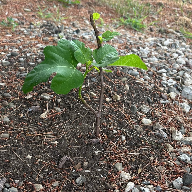 Plant image Fig Tree