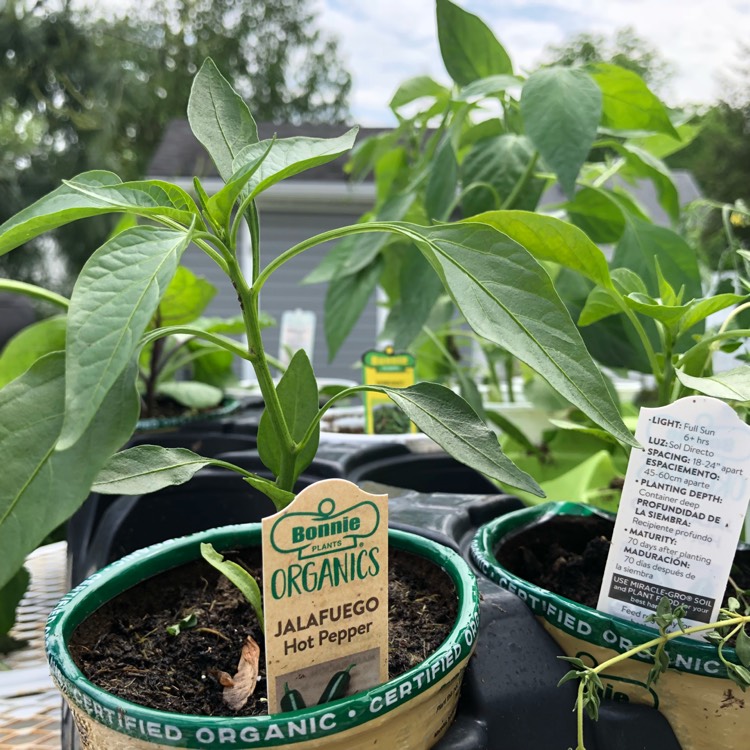 Capsicum Annuum 'Mammoth Jalapeno Pepper', Chilli Pepper 'Mammoth ...