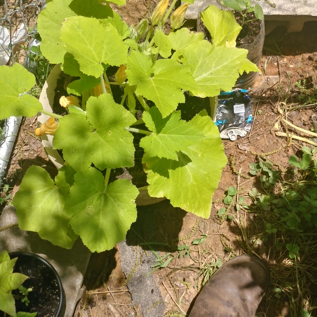 Plant image Cucurbita pepo 'Summer Yellow Crookneck'