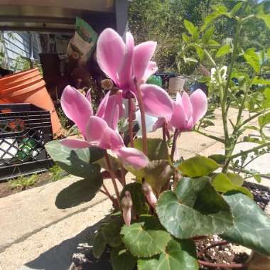 Florist's Cyclamen 'Fleur en Vogue Pink'