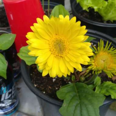 Gerbera Daisy